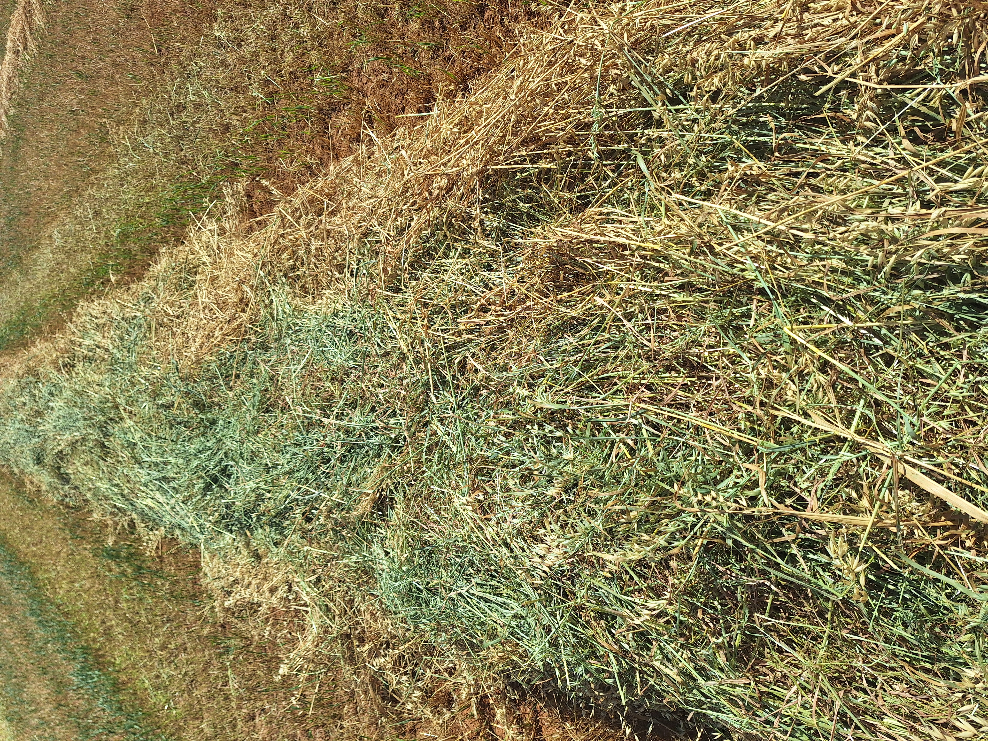 hay and grain 2
